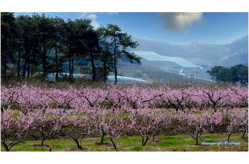 복사꽃 피는 계절