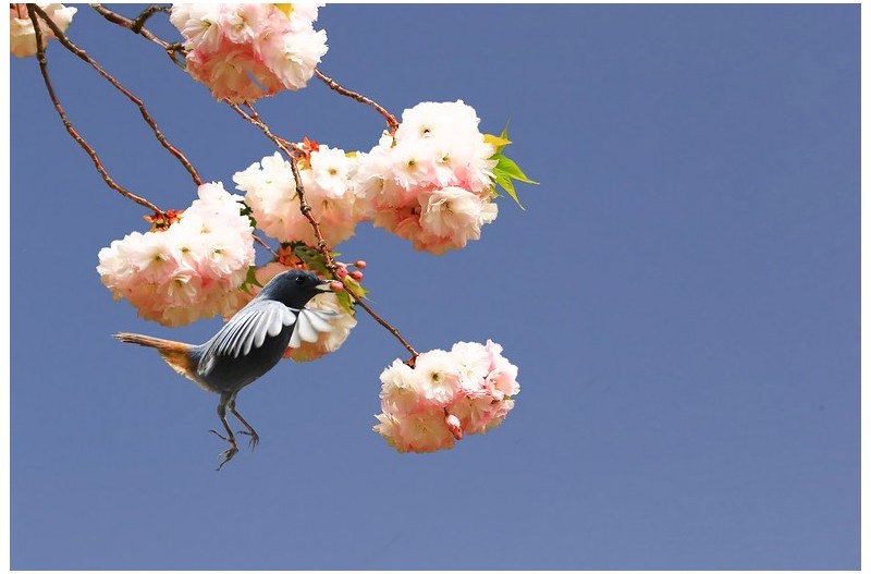 부처꼬리 바위딱새`