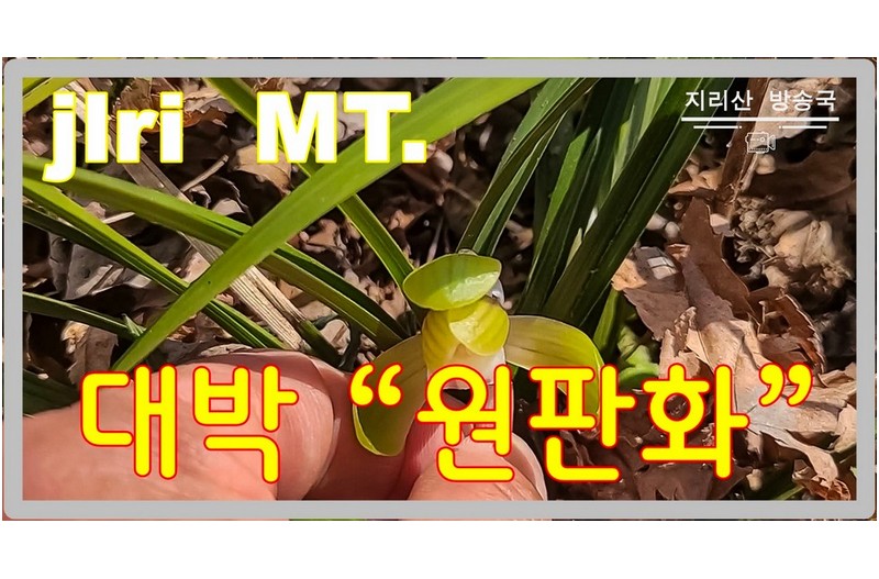 신이 내린 선물 대박 난초 꽃