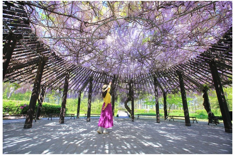 등나무꽃 아래서