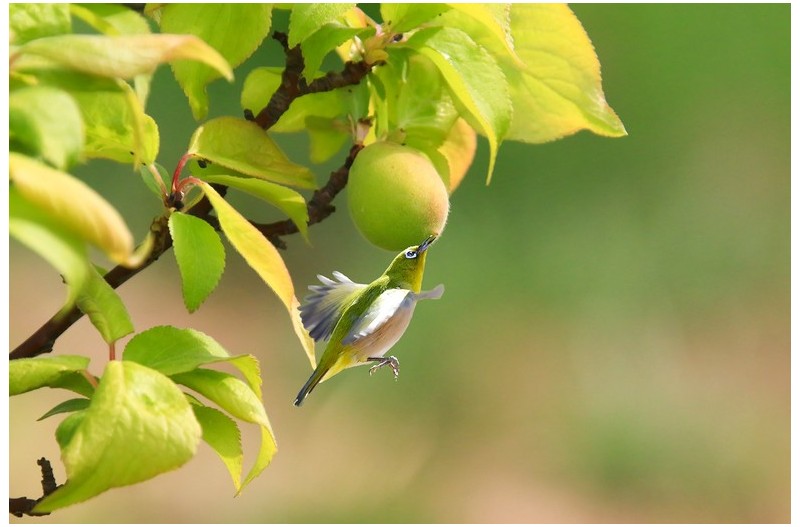 복숭아에 들어온 새`