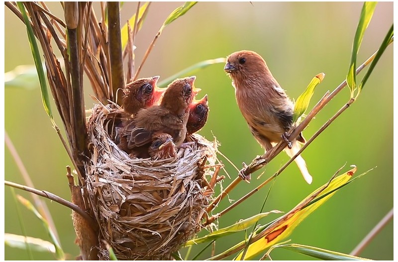 붉은머리 오목누이 둥지`