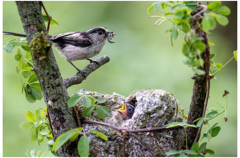 오목눈이  육추