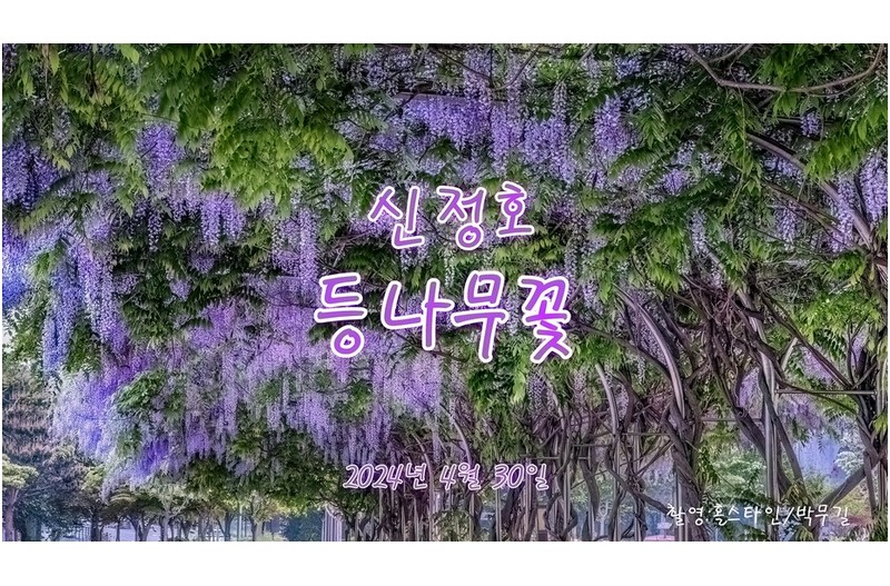 신정호에 등나무꽃 만개