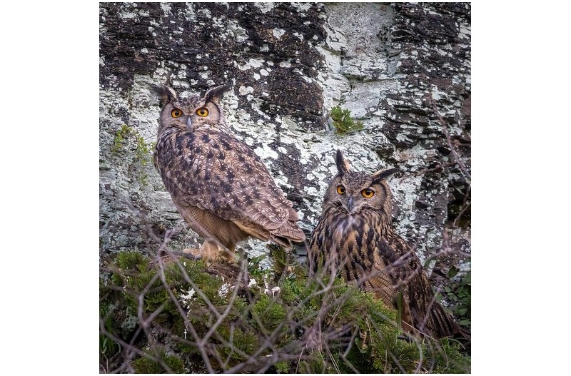 수리부엉이 부부