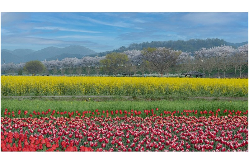 봄의 화원에서 -------