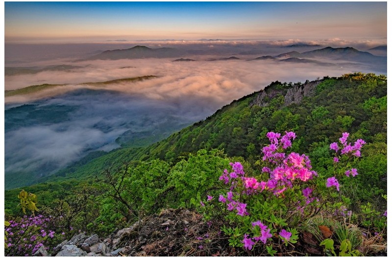 계룡산 바라보는 철쭉...