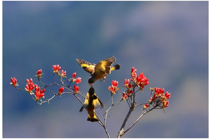 버블링하는 방울새`