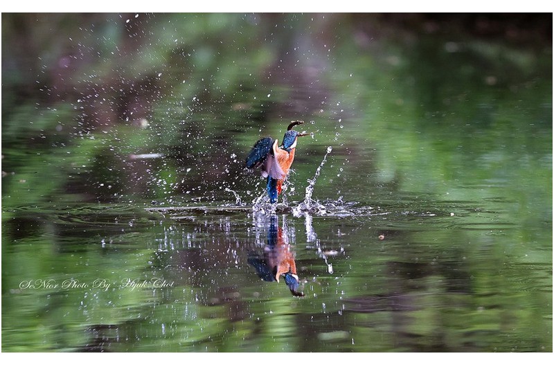 ㅡㅡㅡ   지금은 포란중   ㅡㅡㅡ