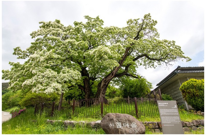 오도리 이팝나무
