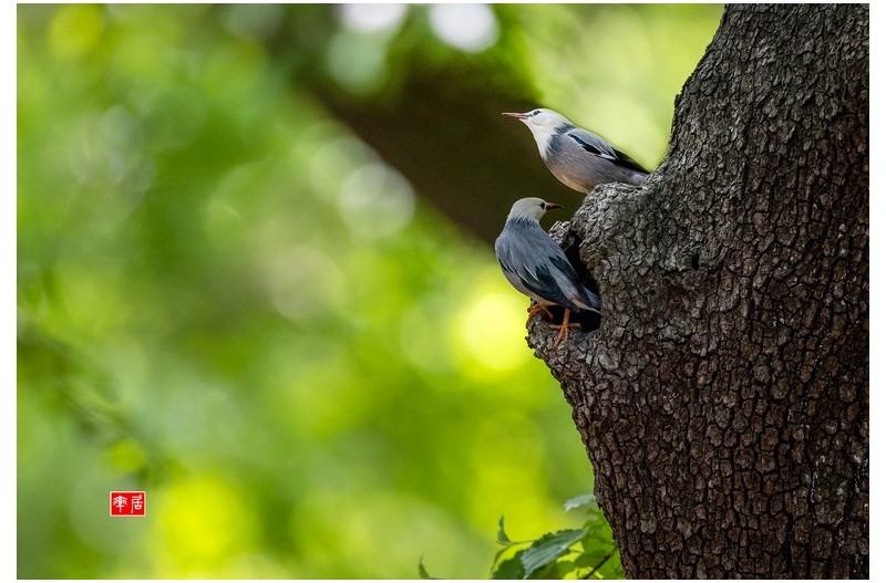 붉은부리찌르러기