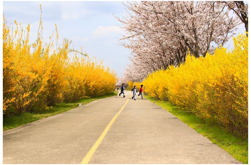 개나리 꽃길을 누비는 동심들`