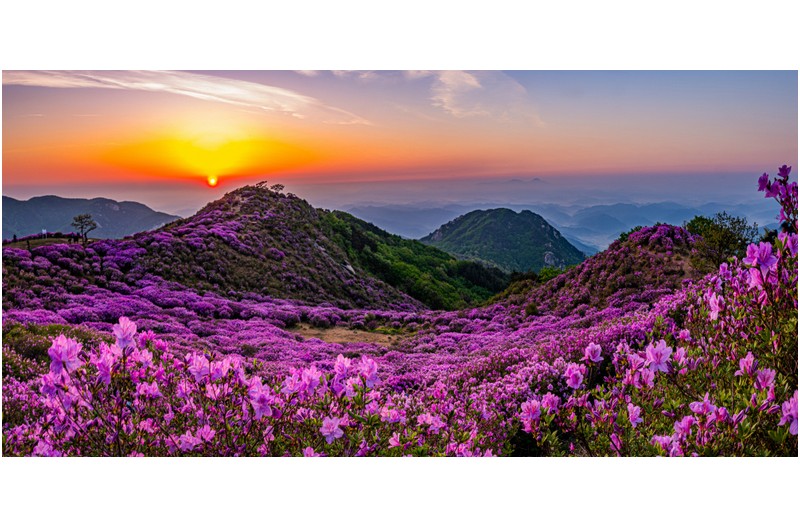 황매산 지난사진