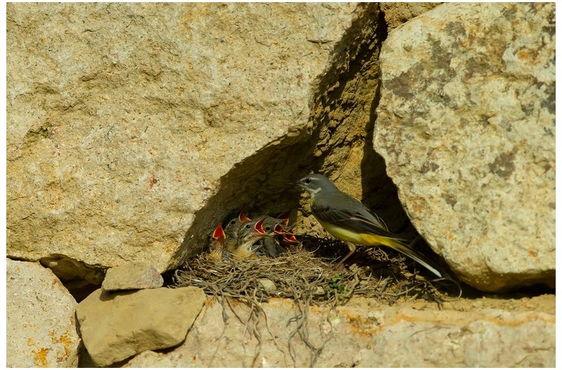 노랑할미새 육추`