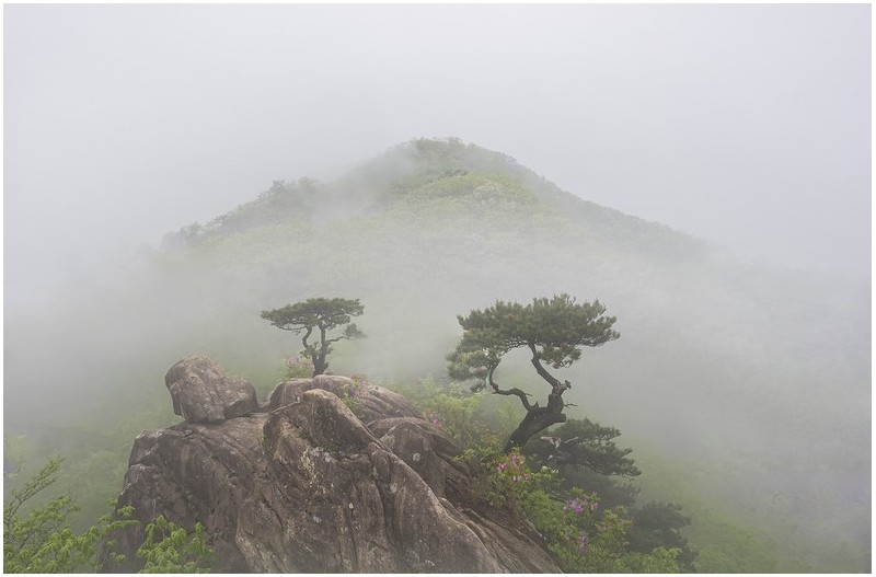 꽃이 지고  꽃이 피고