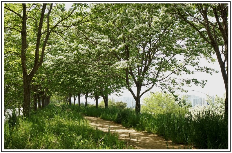 이팝 나무 꽃길