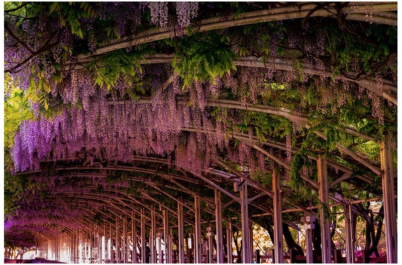 무주등나무운동장