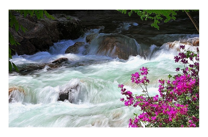 계류는 분홍 꽃 향기를 머금고...