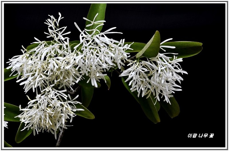 이팝 나무 꽃