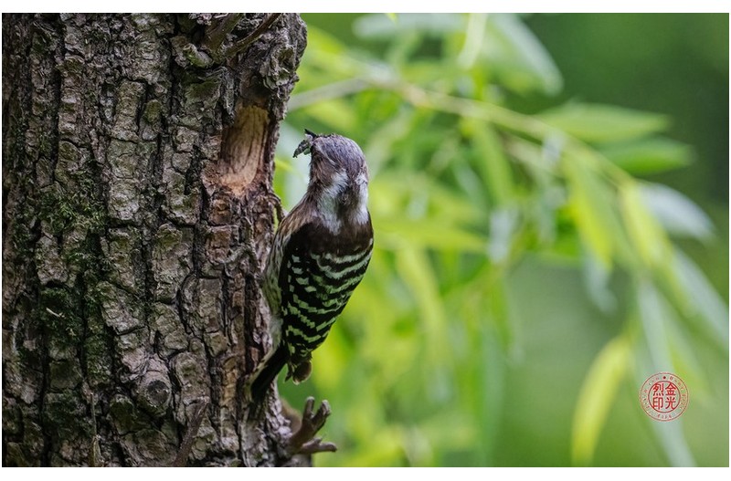 쇠딱다구리 육추