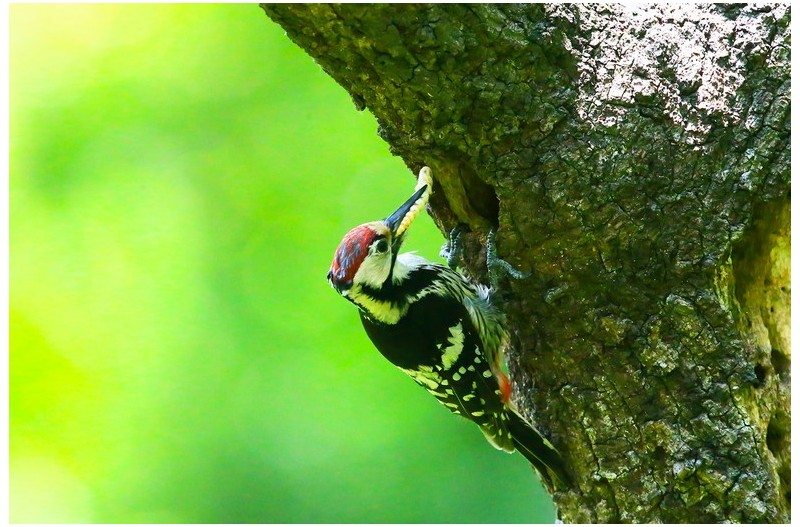 오색딱다구리 육추`