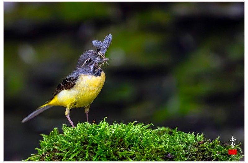 노란할미새의 포즈