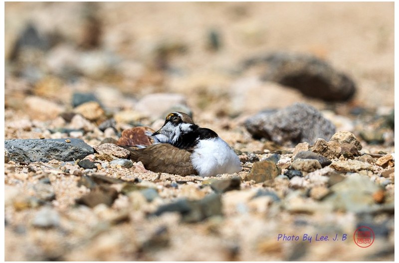 꼬마물떼새 포란중에도 깃털을 다듬고 있네요