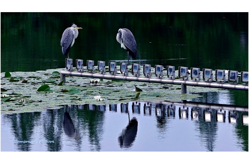 왜가리 부부 -----