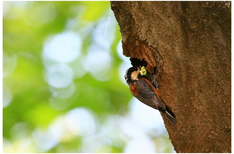 곤줄박이 육추`