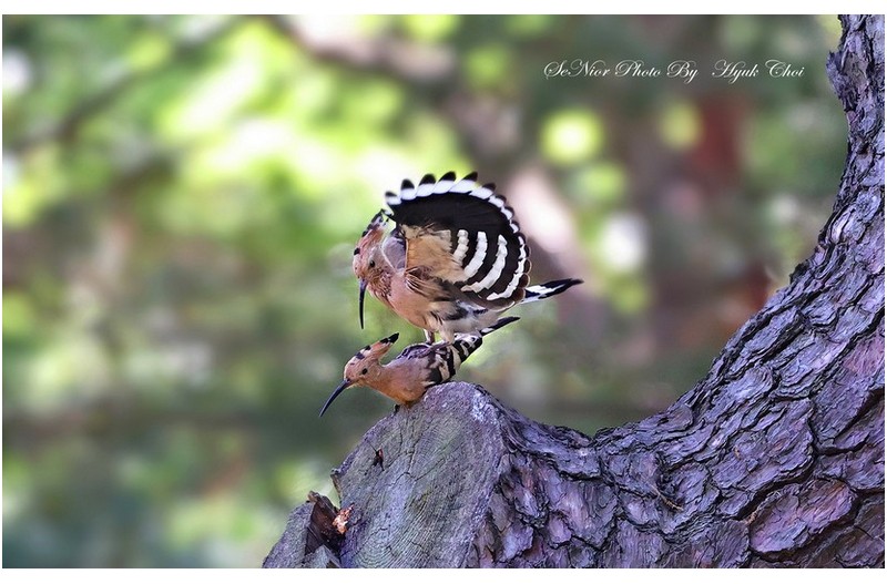 사랑    ㅡㅡㅡㅡㅡㅡㅡㅡ