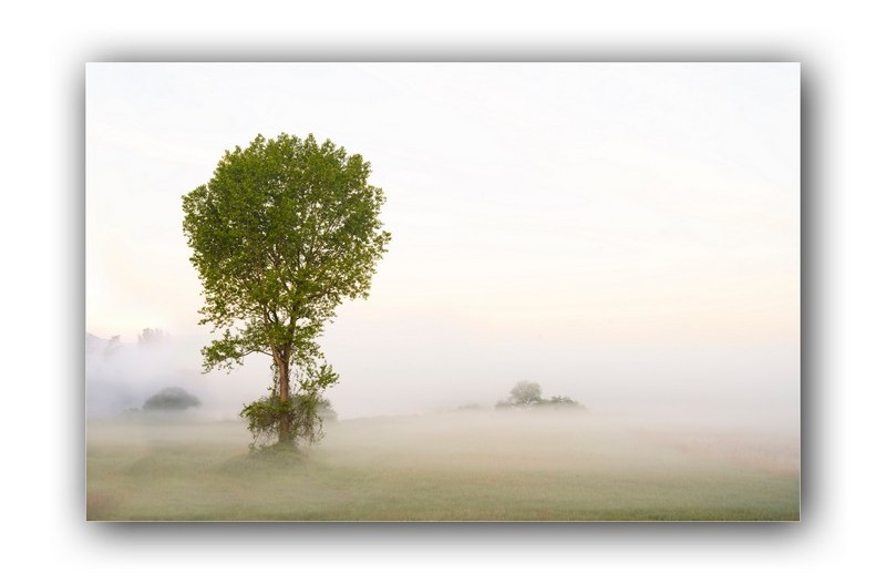 버드나무와물 안개