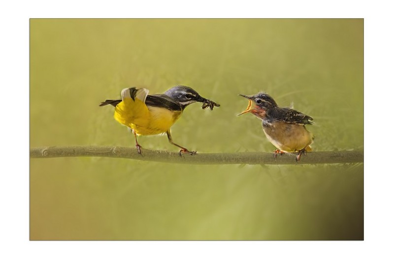 노랑할미새 육추