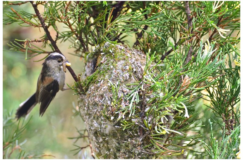 오목누이 육추`