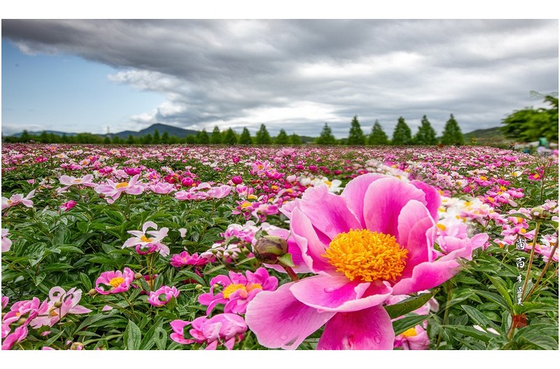 핫들생태공원 작약