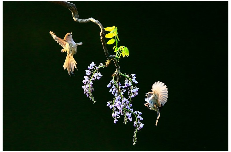 등나무에 들어온 새`