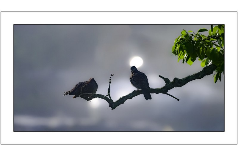 맷비둘기의 사랑이야기