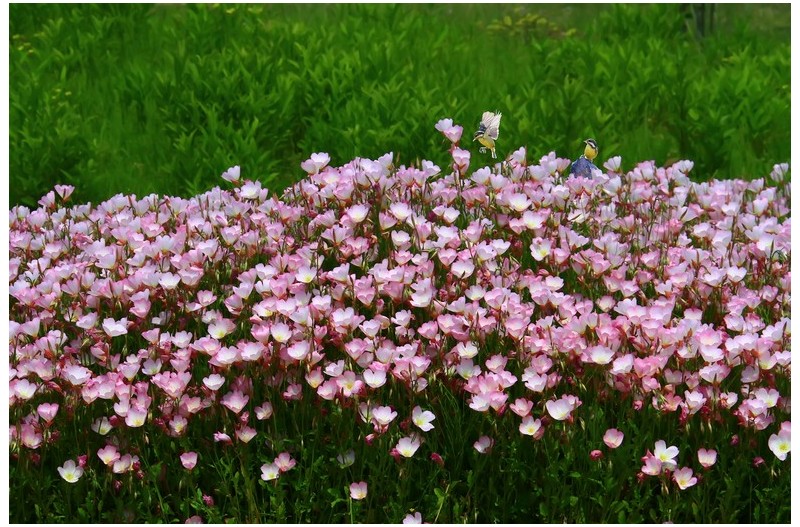 분홍낮 달맞이 꽃`