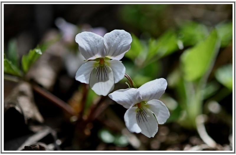 야생화 ( 이름 아시는 분 )