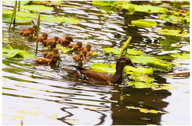 원앙새 가족 산보`
