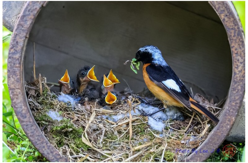 딱새 육추 3