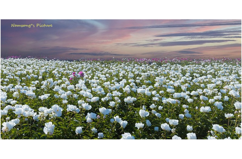 하얀 작약의 꽃밭 -----