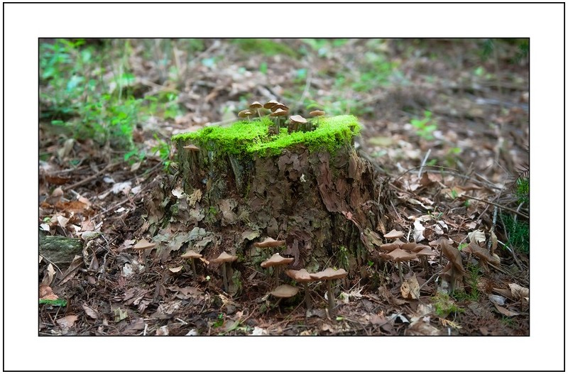 남도의 야산에서...