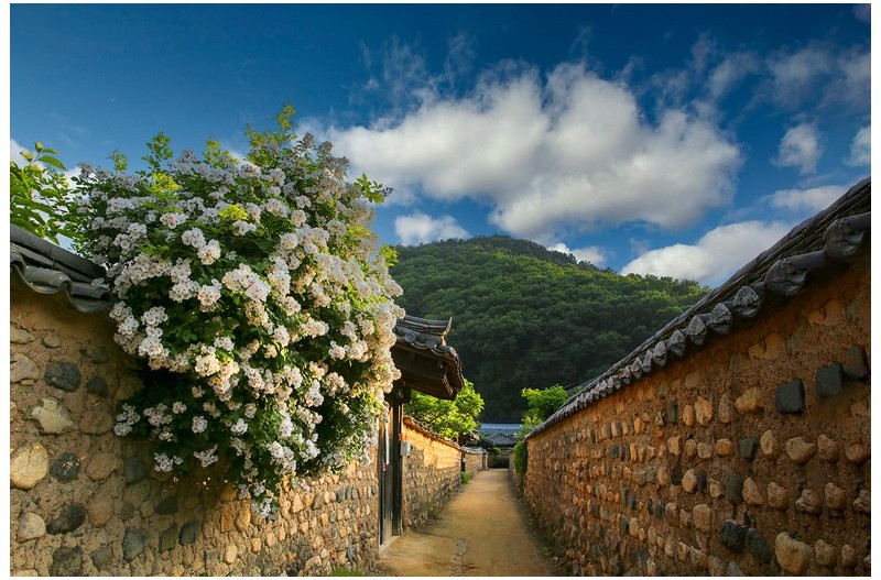 찔레꽃 피는 마을