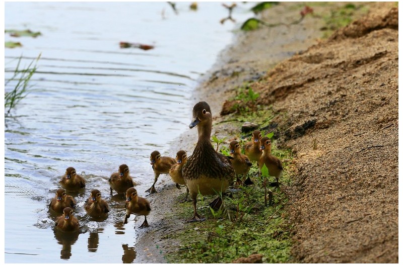 원앙새 나들이`