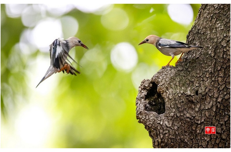 붉은부리찌르러기