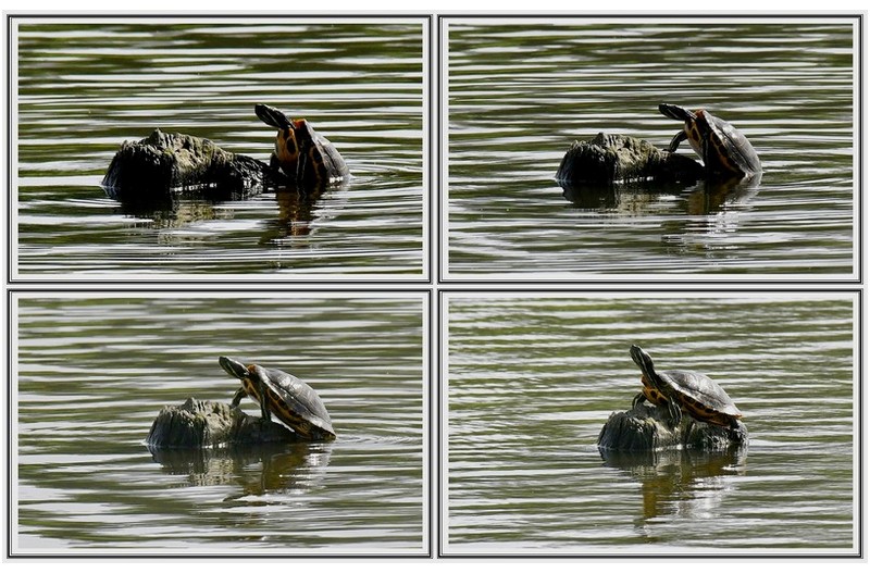 거북이 ( 남생이 )