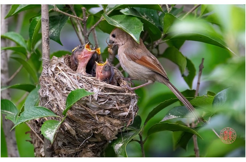 붉은머리오목눈이