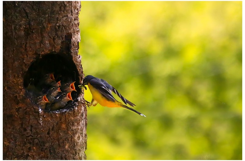 노랑할미새 육추`