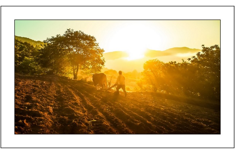 농부의  아침...