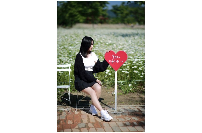 샤스타 데이지의 계절